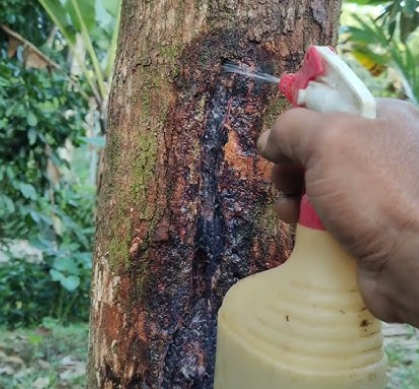 Mengenal jenis penyakit yang sering menyerang tanaman bunga