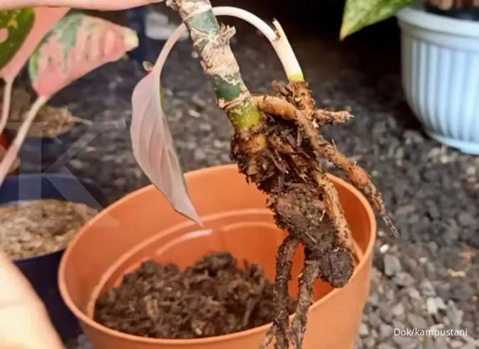 Mengenal jenis penyakit yang sering menyerang tanaman bunga