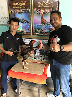 Jago bangkok Jogjakarta RJ Farm Indonesia