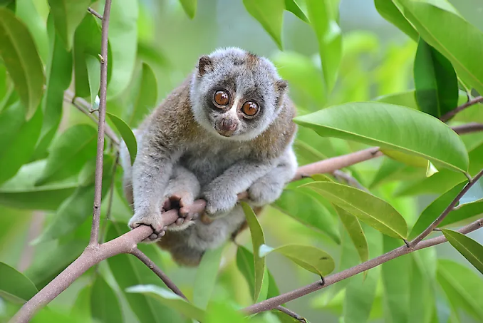 10 Fakta Mengerikan Dari Hewan - Hewan Imut Ini Akan Membuatmu Mimpi Buruk