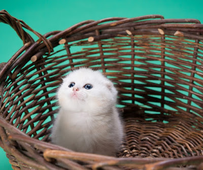 7-keutamaan-dan-manfaat-memelihara-kucing-dalam-islam