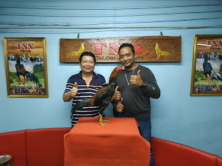 Jago bangkok Jogjakarta RJ Farm Indonesia