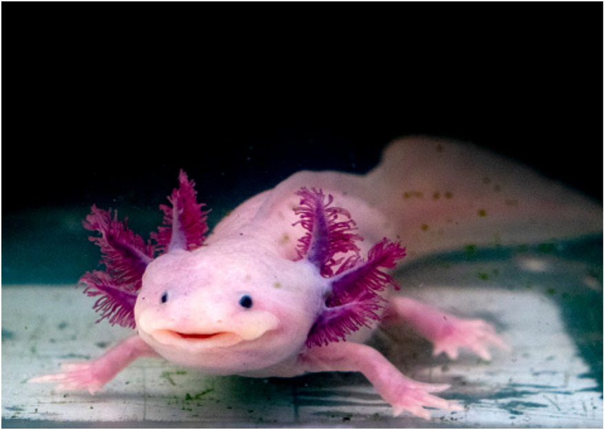 Apakah Axolotl Bisa Dicampur Dengan Ikan Mas Koki?