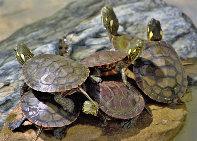 jenis-kura-kura-peliharaan-jinak-terbesar-termahal--cara-mudah-memeliharanya