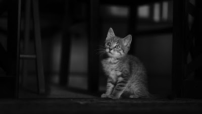 3 Pertanda Khusus Dari Allah Ketika Tiba-tiba Didekati Kucing Menurut Islam