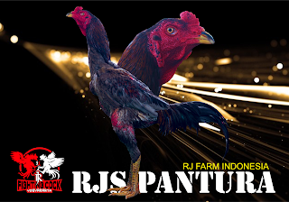 Jago bangkok Jogjakarta RJ Farm Indonesia