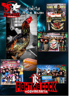 Jago bangkok Jogjakarta RJ Farm Indonesia