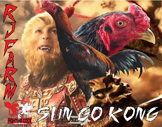 Jago bangkok Jogjakarta RJ Farm Indonesia