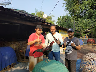 Jago bangkok Jogjakarta RJ Farm Indonesia