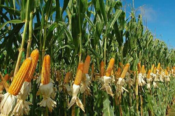 ga-cuma-biji-nya-batang-jagung-juga-bisa-jadi-sumber-bioetanol