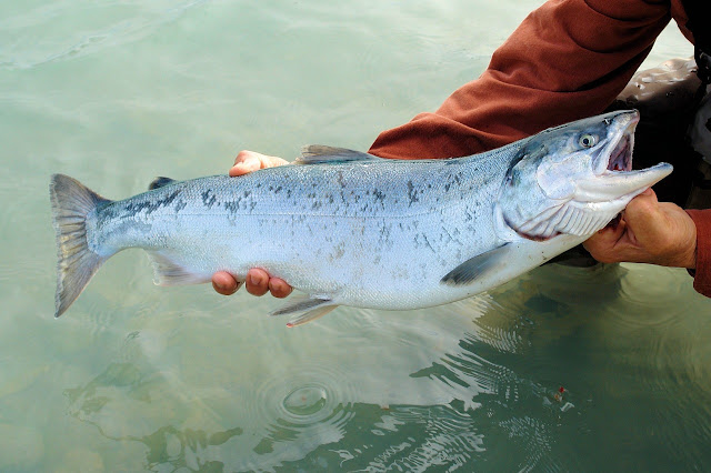 salmon--ikan-dengan-segudang-manfaat