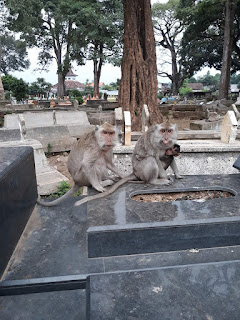 Pesugihan Kera yang Berkedok Wisata Kethekan
