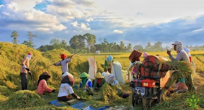 Mengapa Petani Muda Amat Penting Gan?