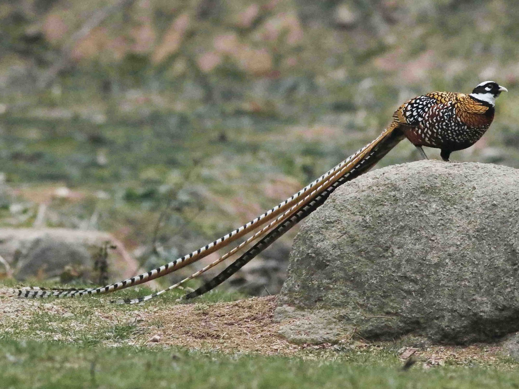 ayam-ini-dipercaya-bisa-mendeteksi-akan-terjadinya-gempa-ayam-pheasant