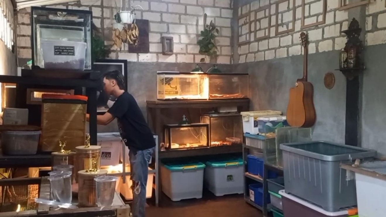 Peluang Usaha Reptil, Cuan Bisnis Alternatif Anak Muda