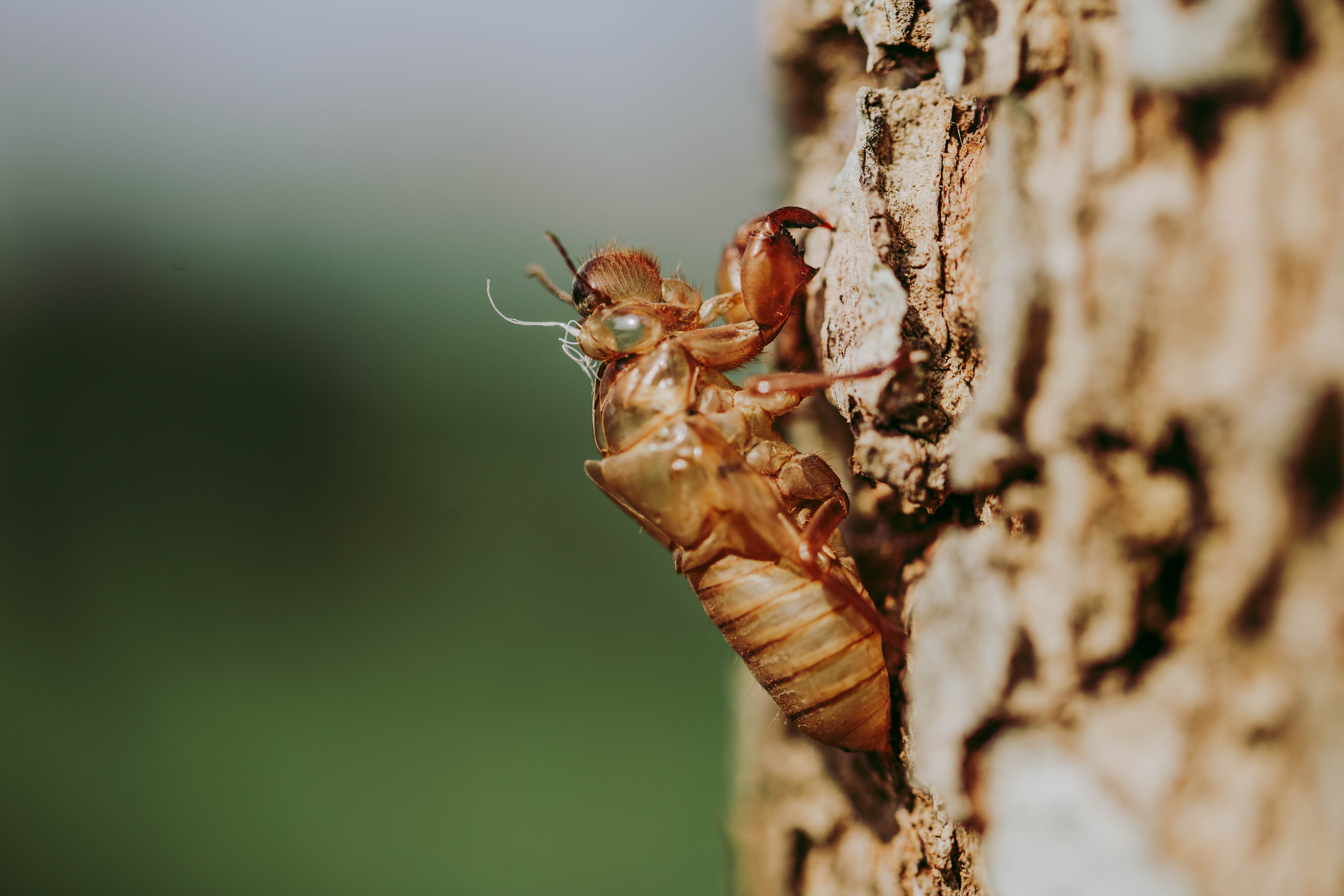 Biar Hunian Tidak Terganggu - Inilah Metode Natural Basmi Larva Lalat TerAmpuh