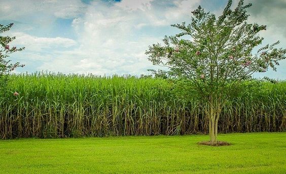 Tetes Limbah Pabrik Gula Bisa Jadi Bioetanol?