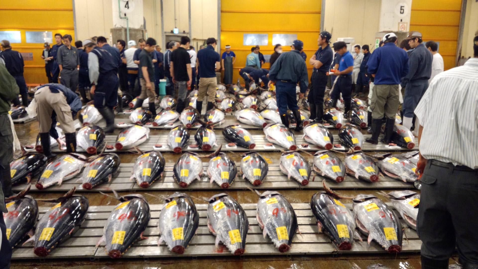 &#91;Indonesia Poros Maritim&#93; Mari Mengintip Pasar Ikan Terbesar di dunia