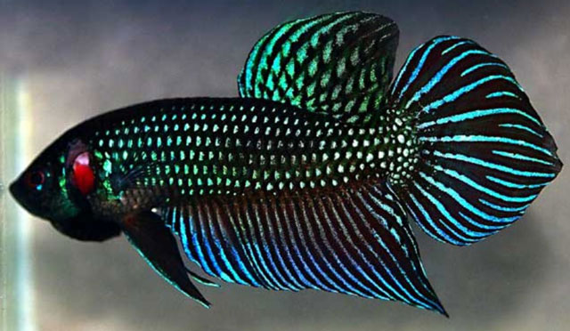 cocupang-ikan-cupang-kok-yang-murmer