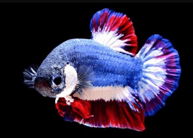 &#91;COCupang&#93; Ikan Cupang Ada yang 20 Juta Loh!