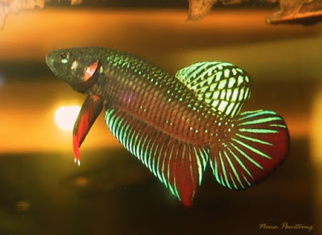 Semakin Jarang Dijumpai, Ikan Cupang Alam ini Semakin Bernilai Jual Tinggi
