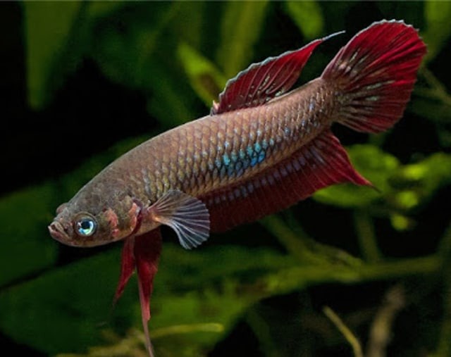 Semakin Jarang Dijumpai, Ikan Cupang Alam ini Semakin Bernilai Jual Tinggi