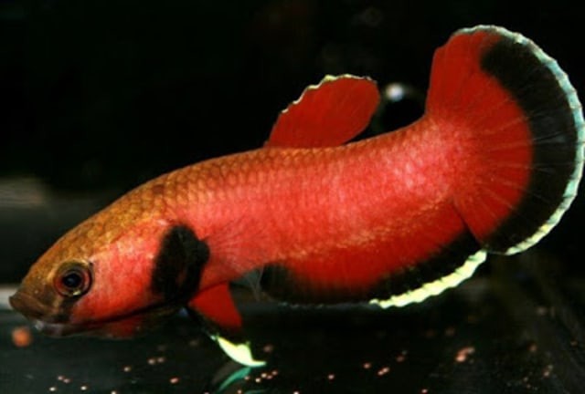 Semakin Jarang Dijumpai, Ikan Cupang Alam ini Semakin Bernilai Jual Tinggi