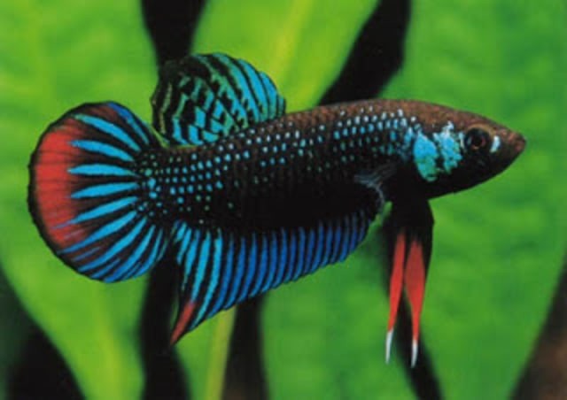 Semakin Jarang Dijumpai, Ikan Cupang Alam ini Semakin Bernilai Jual Tinggi