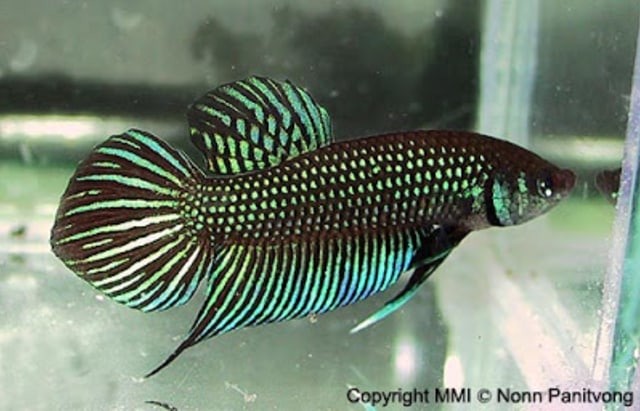 Semakin Jarang Dijumpai, Ikan Cupang Alam ini Semakin Bernilai Jual Tinggi