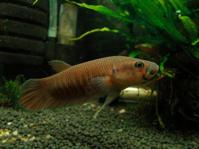 Semakin Jarang Dijumpai, Ikan Cupang Alam ini Semakin Bernilai Jual Tinggi