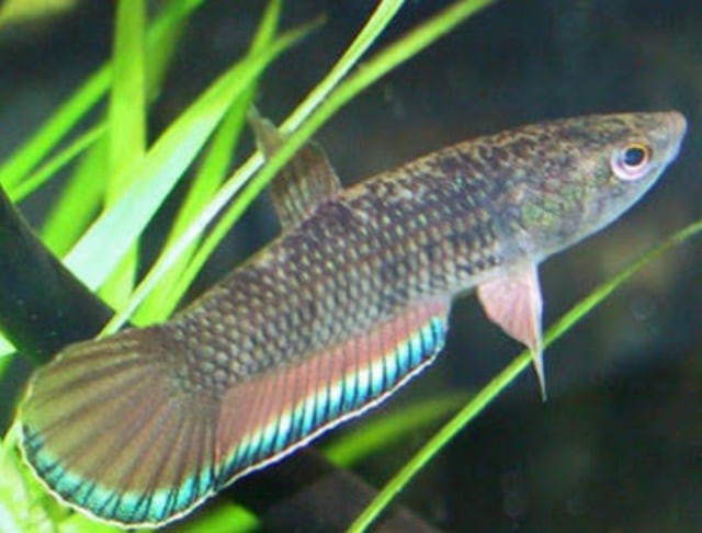 Semakin Jarang Dijumpai, Ikan Cupang Alam ini Semakin Bernilai Jual Tinggi