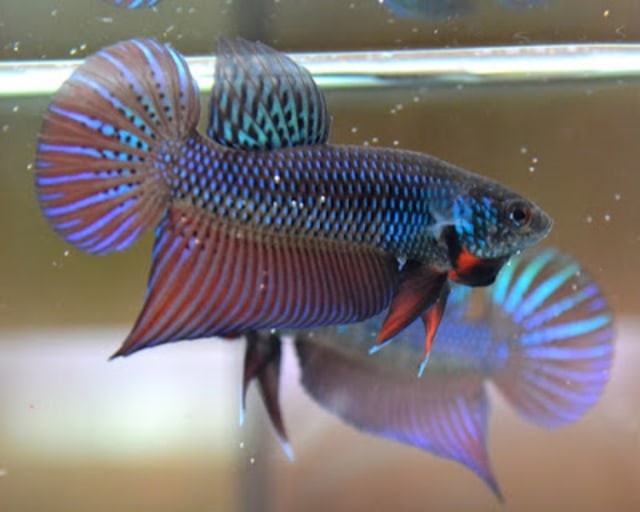 Semakin Jarang Dijumpai, Ikan Cupang Alam ini Semakin Bernilai Jual Tinggi