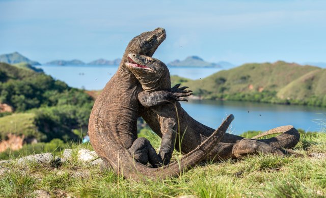 Jumlah Kunjungan Wisatawan Labuan Bajo Anjlok hingga 80,6 Persen