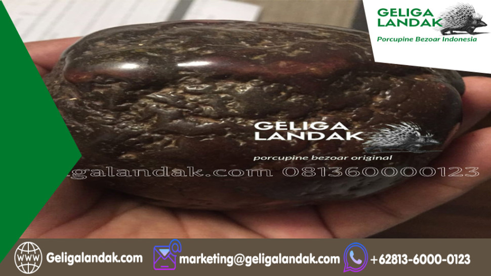 Jenis Kategori Batu Geliga Landak Yang Wajib Kamu Ketahui