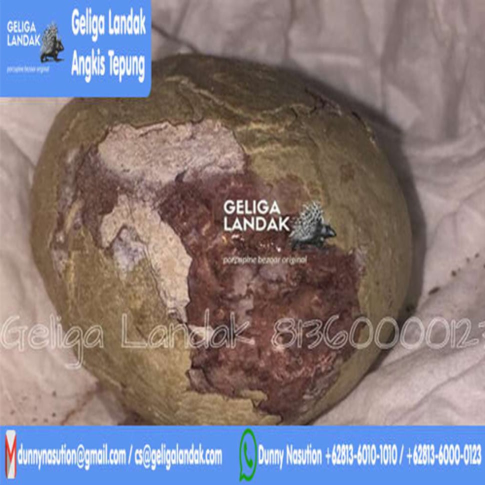 Jenis Kategori Batu Geliga Landak Yang Wajib Kamu Ketahui