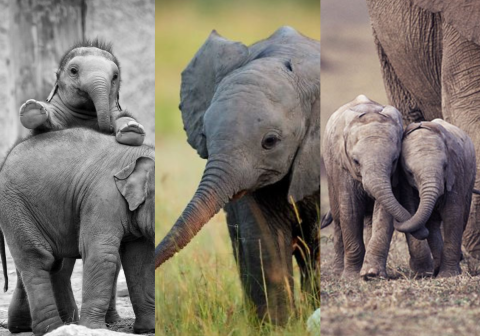 8-potret-kehidupan-anak-gajah-yang-menggemaskan