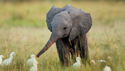 8 Potret Kehidupan Anak Gajah yang Menggemaskan!
