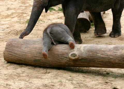 8 Potret Kehidupan Anak Gajah yang Menggemaskan!