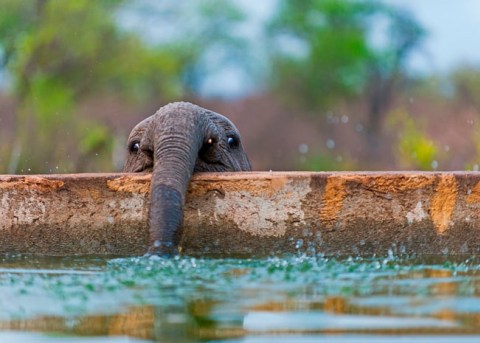 8 Potret Kehidupan Anak Gajah yang Menggemaskan!