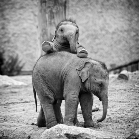 8 Potret Kehidupan Anak Gajah yang Menggemaskan!