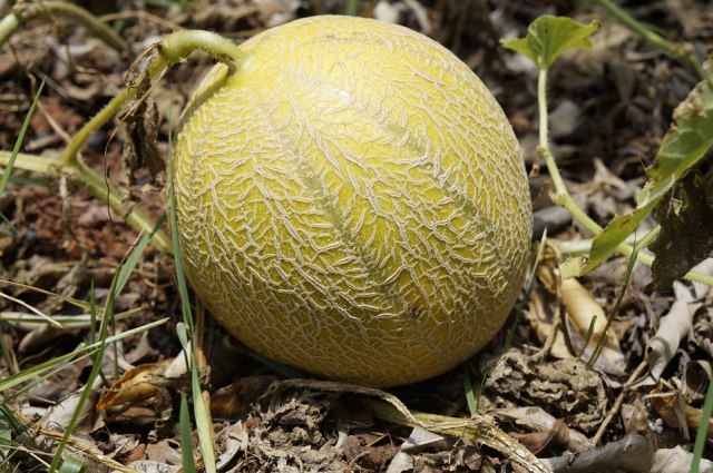 4 Tips Memilih Melon