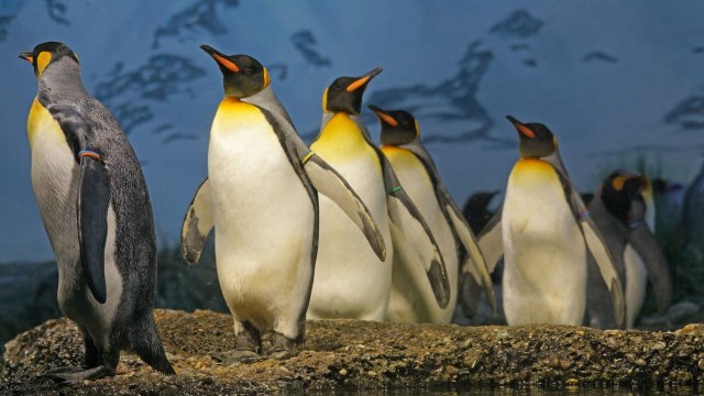 Prabowo: Hei Lembaga Survei, Kau Bisa Bohongi Penguin di Antartika