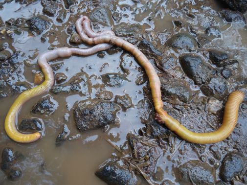 Bertemu Cacing Raksasa, Ketika Turun Gunung 