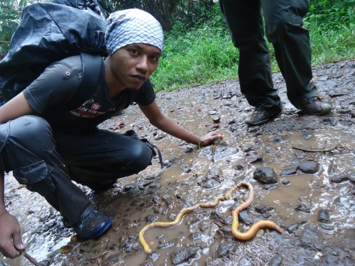 Bertemu Cacing Raksasa, Ketika Turun Gunung