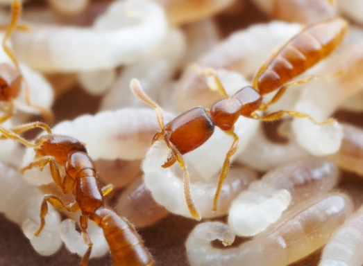 &#91;UNIK&#93; Semut semut yang mempunyai SKILL khusus (macem di game gan)