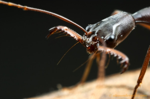 &#91;UNIK&#93; Semut semut yang mempunyai SKILL khusus (macem di game gan)