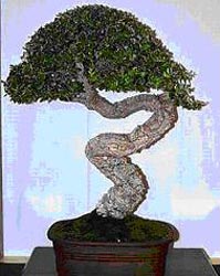 BONSAI KASKUS &#91;Reborn&#93; sharing & diskusi seputar seni bonsai Indonesia