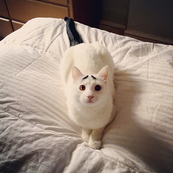 &#91;foto&#93; kucing unik ini punya alis gan