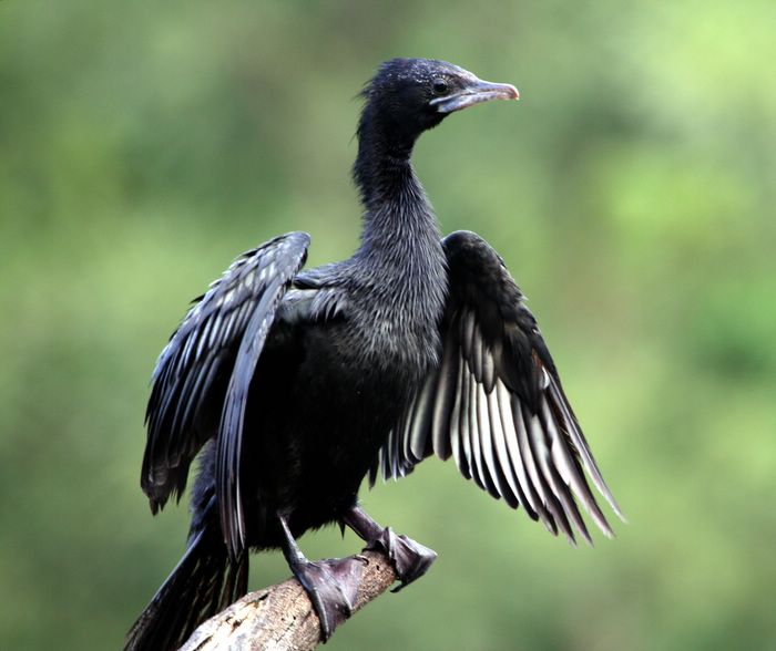 &#91;AMAZING&#93; 5 Spesies Burung Penyelam Handal di Dunia