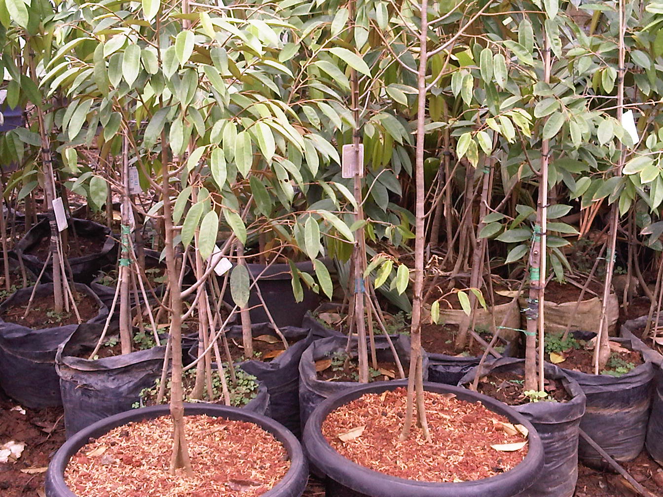 TIPS Bertanam buah di dalam pot